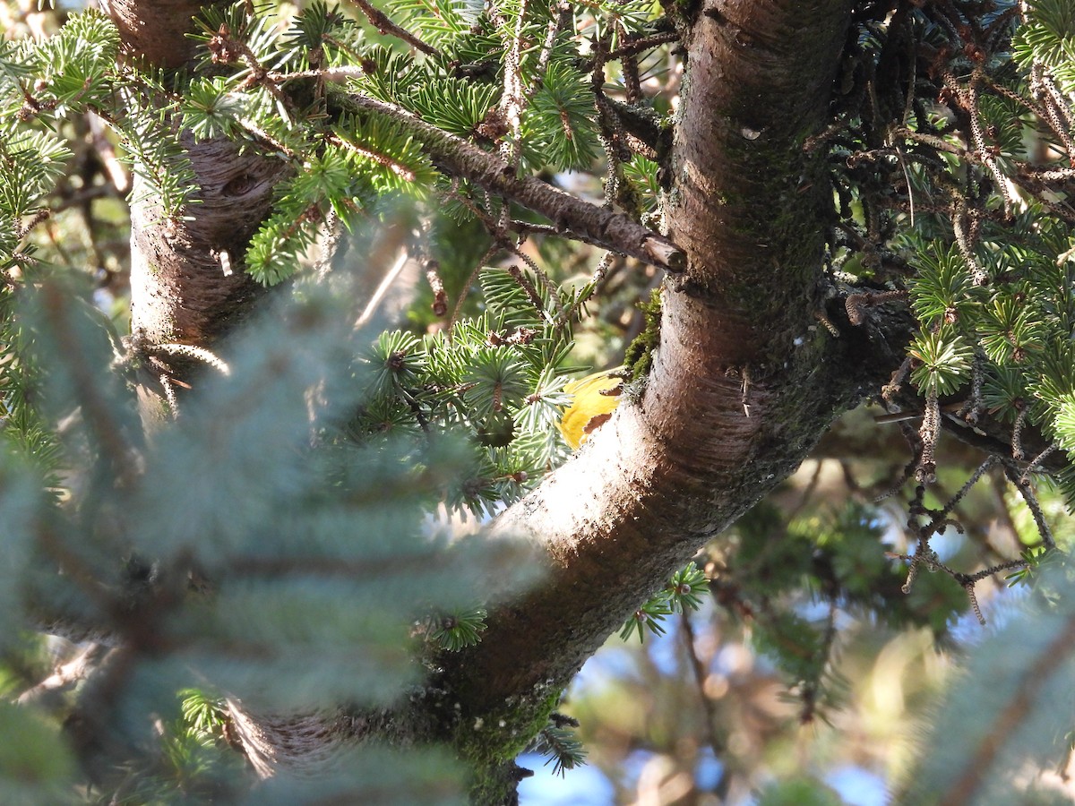 Yellow Warbler - Colby Neuman