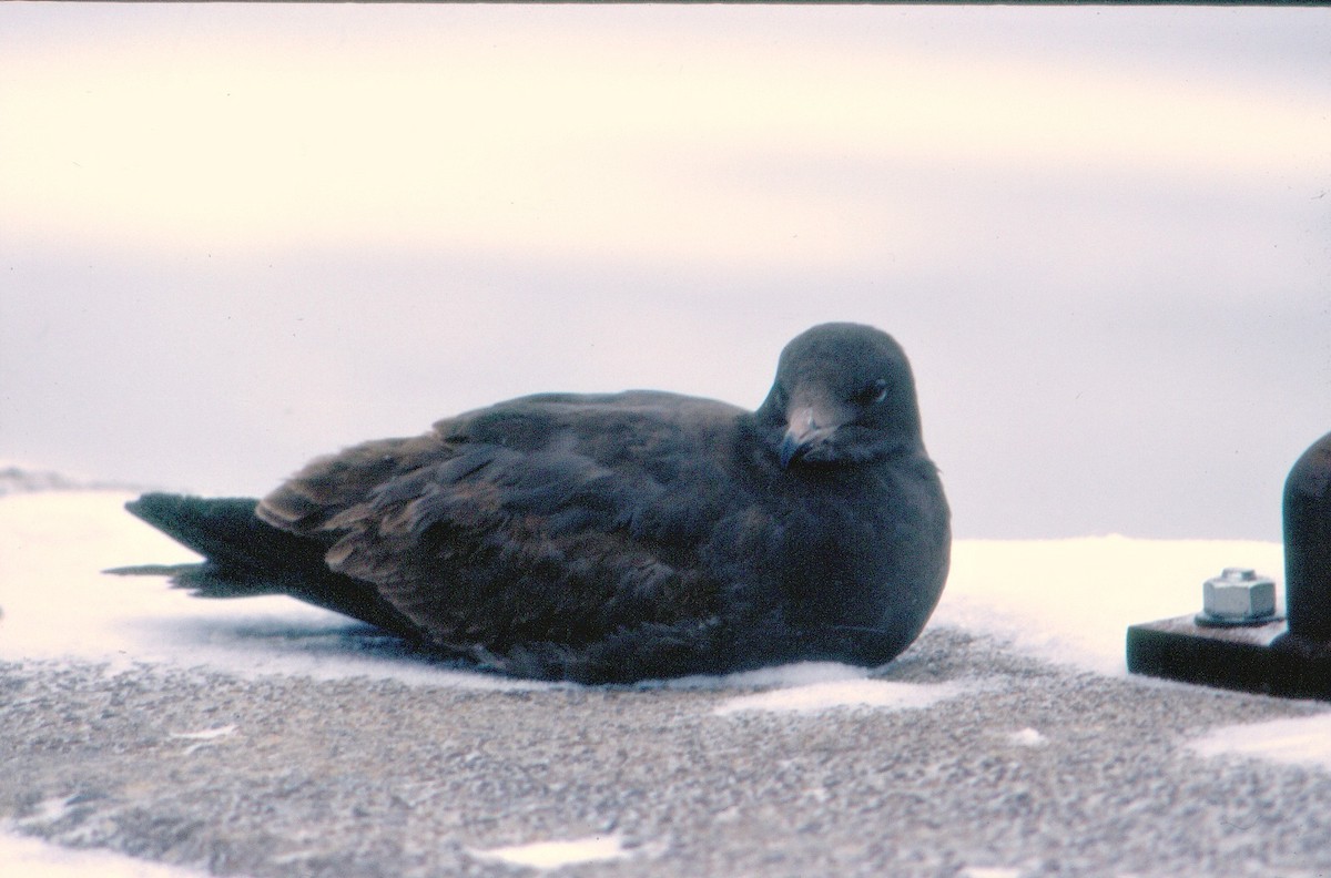 Heermann's Gull - Nancy Barrett