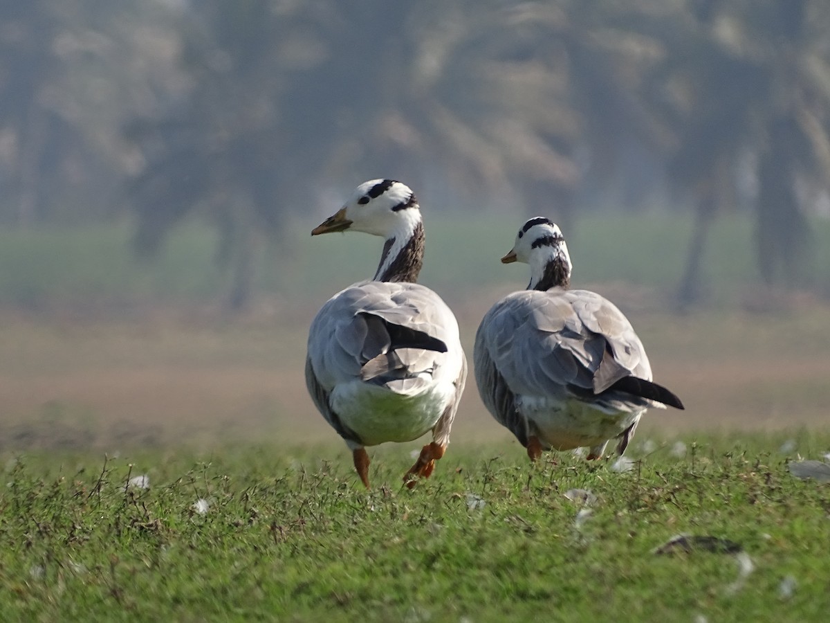 Bar-headed Goose - Rujuta Vinod