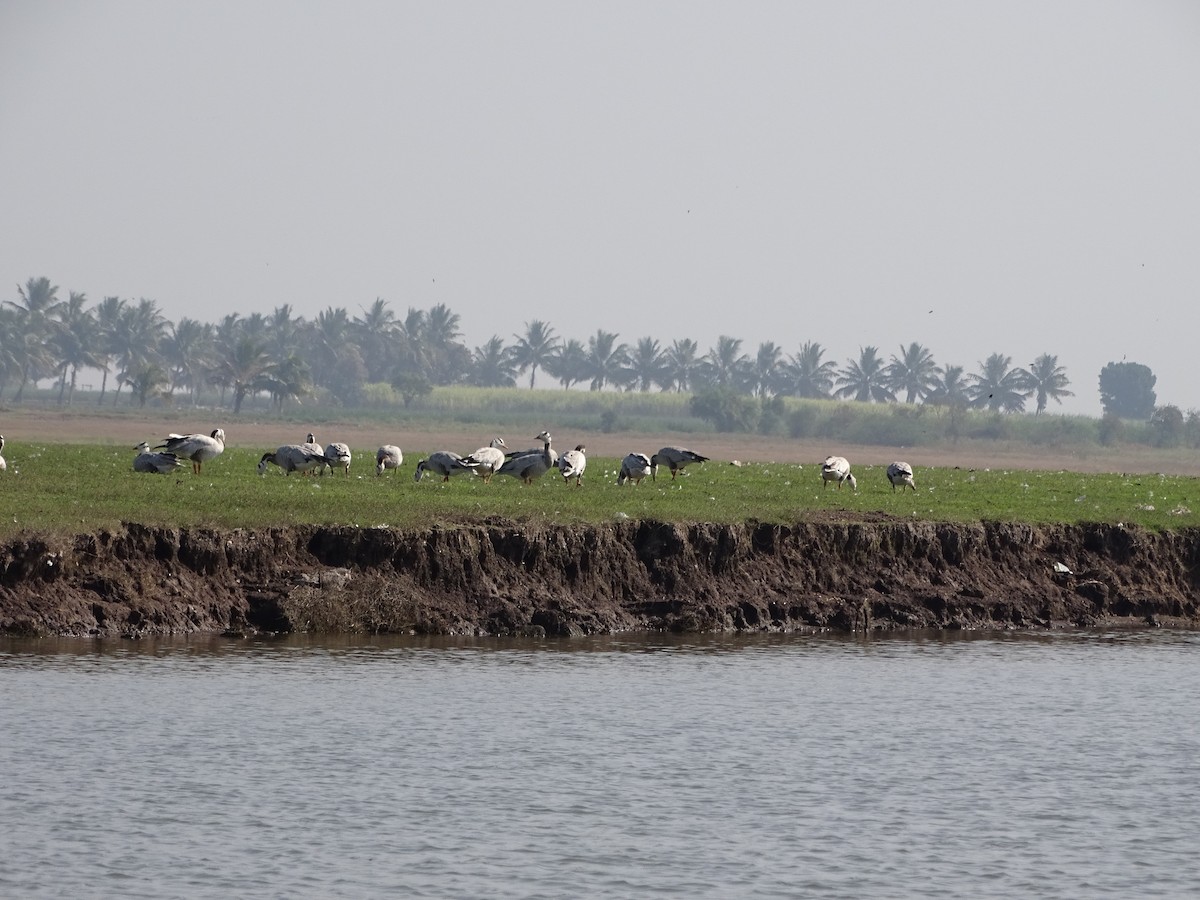 Bar-headed Goose - ML137076091