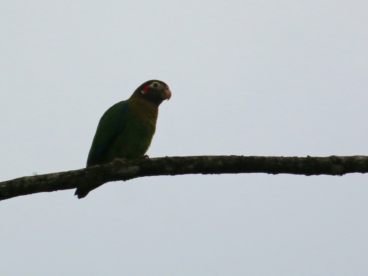 Brown-hooded Parrot - Christine Jacobs