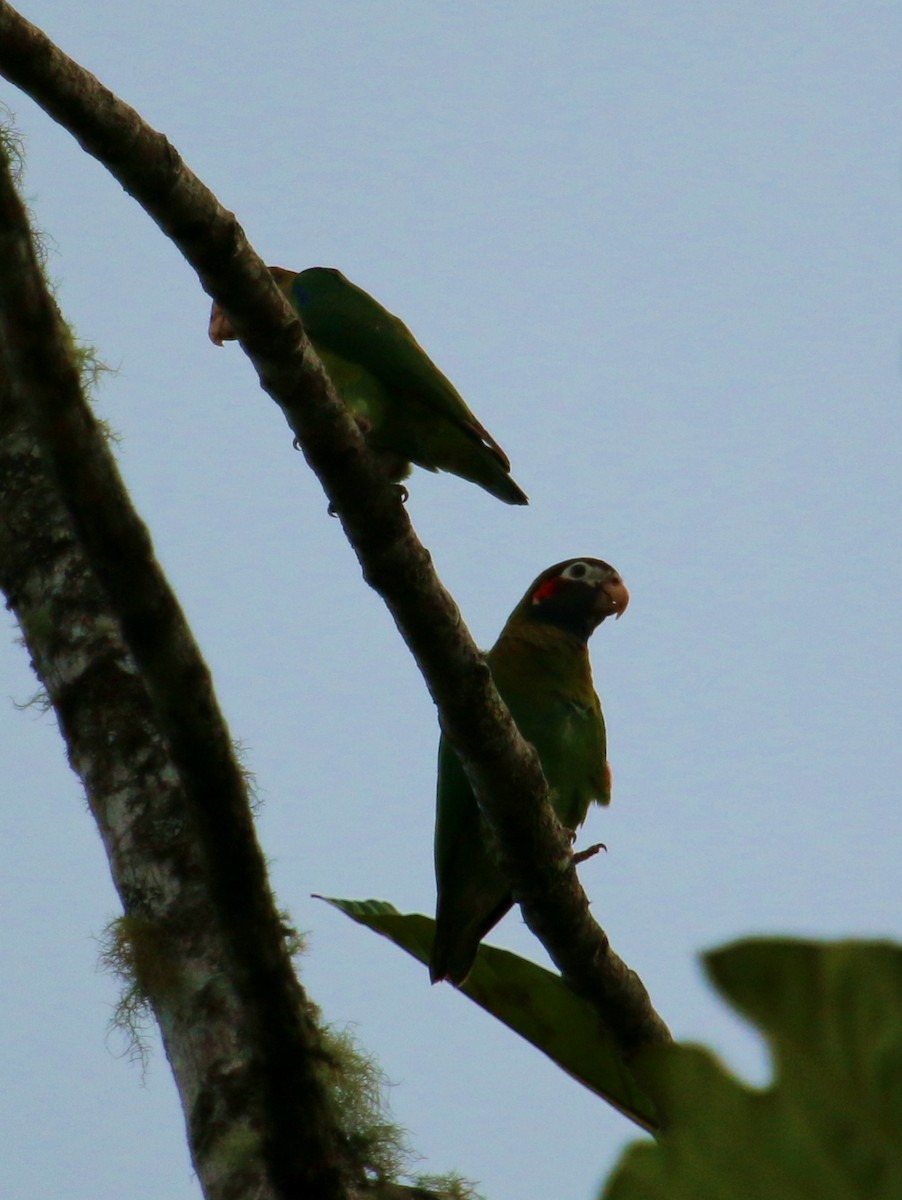 Brown-hooded Parrot - Christine Jacobs