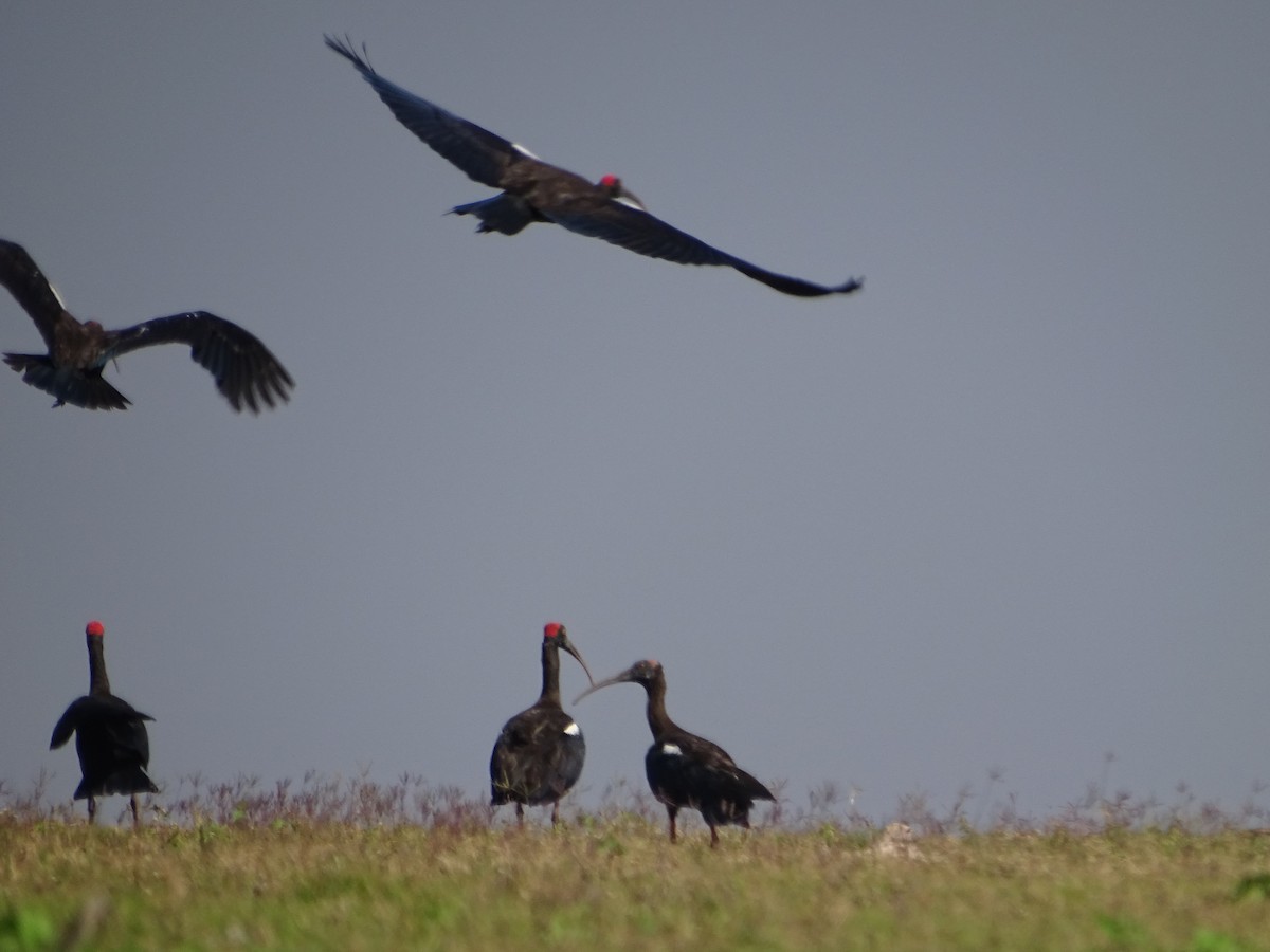 Red-naped Ibis - ML137077111