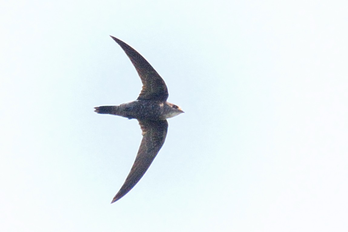 Pacific Swift - ML137079201