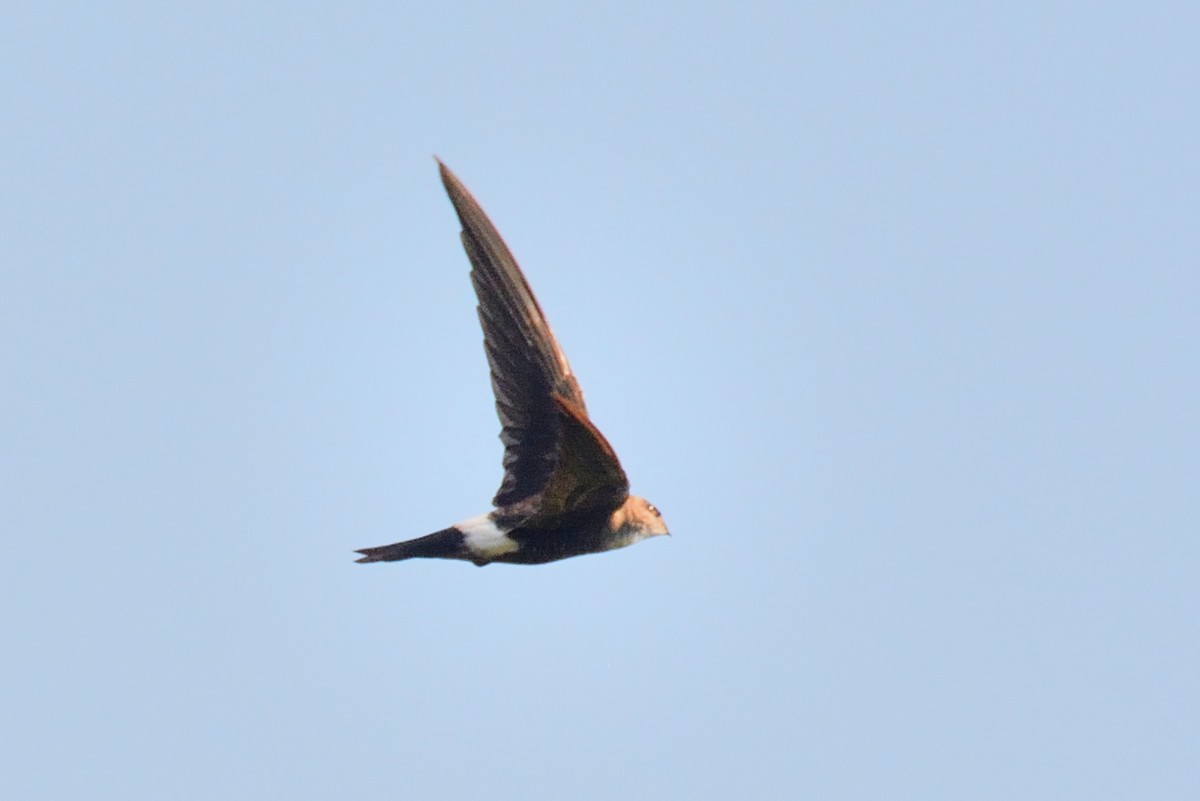 Pacific Swift - ML137079211