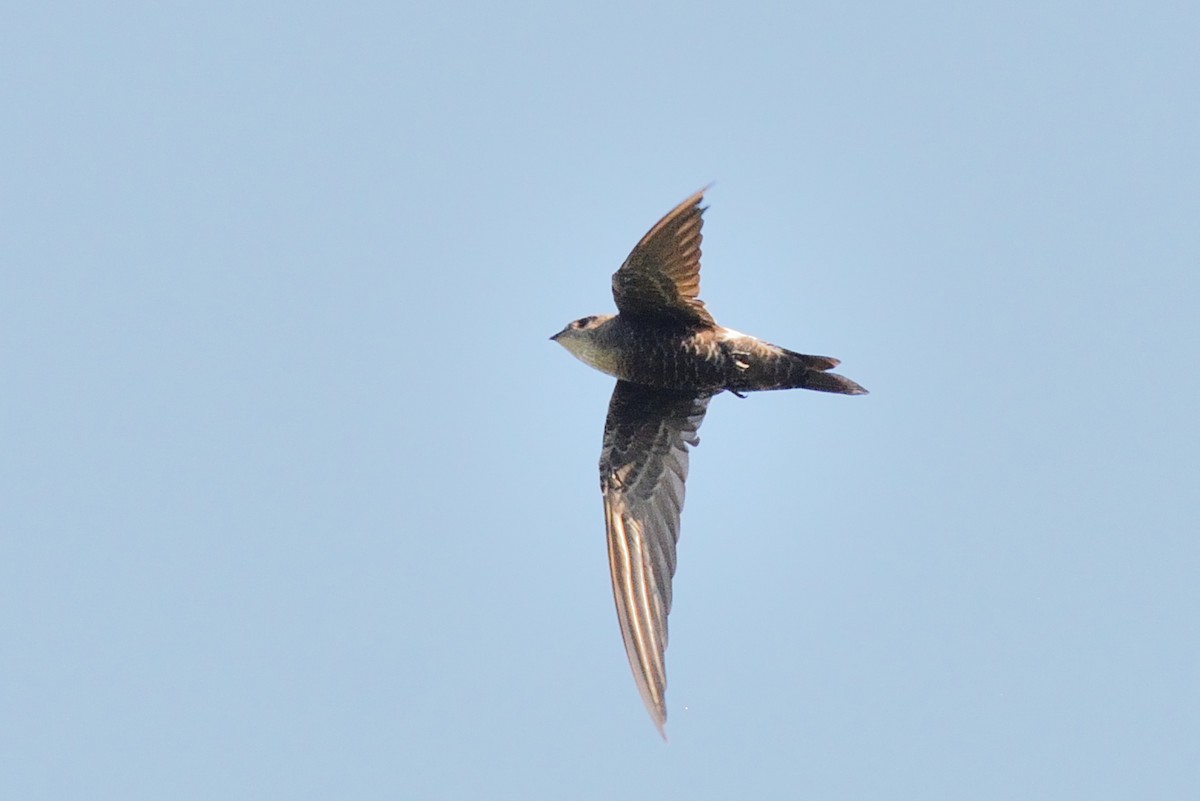 Pacific Swift - ML137079221