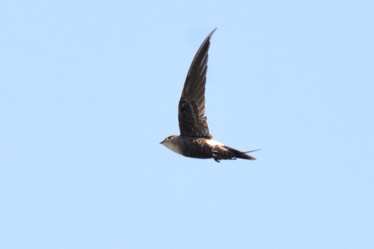 Pacific Swift - Andrew Schopieray