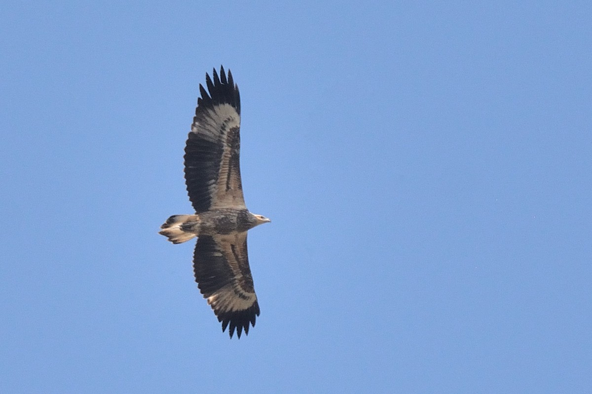 White-bellied Sea-Eagle - ML137079431