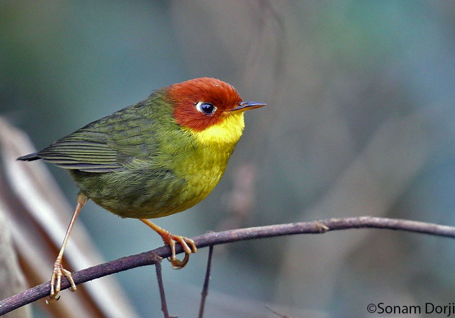 Chestnut-headed Tesia - Sonam Dorji