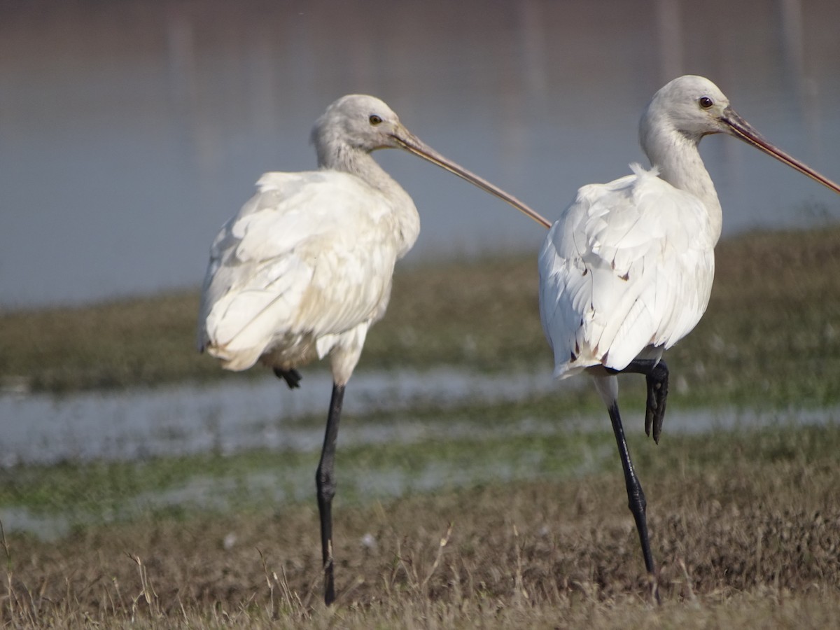 Eurasian Spoonbill - ML137081181