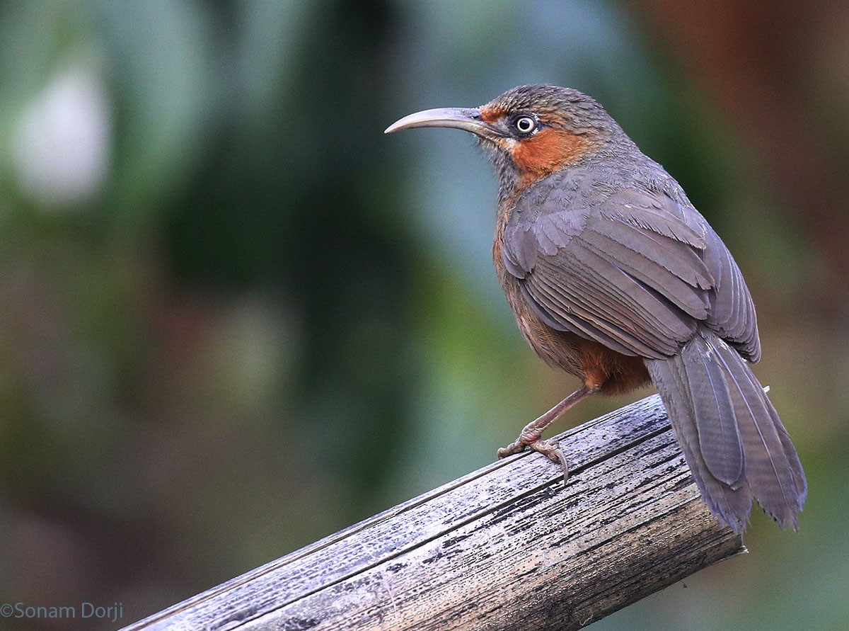 Rusty-cheeked Scimitar-Babbler - ML137081571