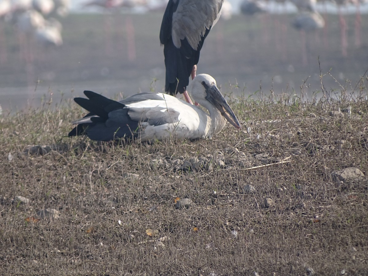 Asian Openbill - ML137081681