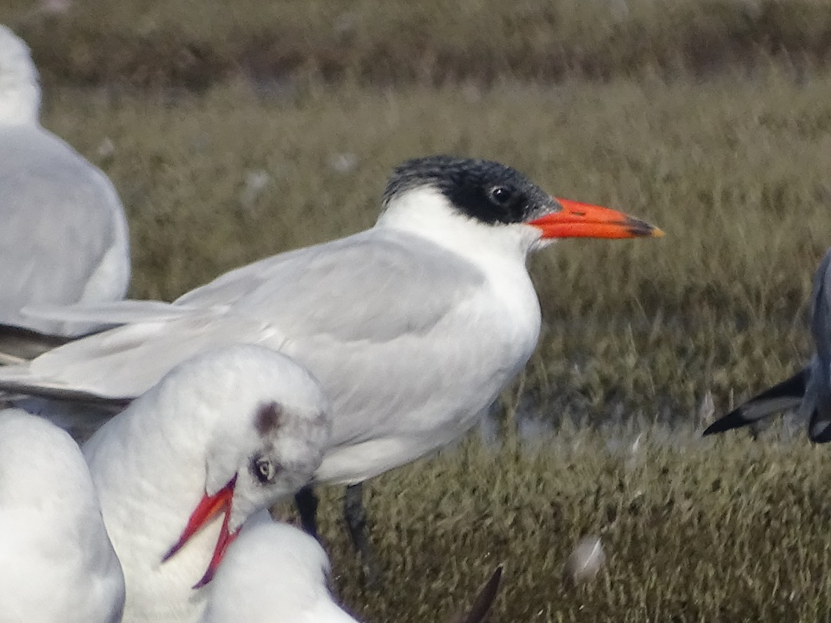 Caspian Tern - ML137082291