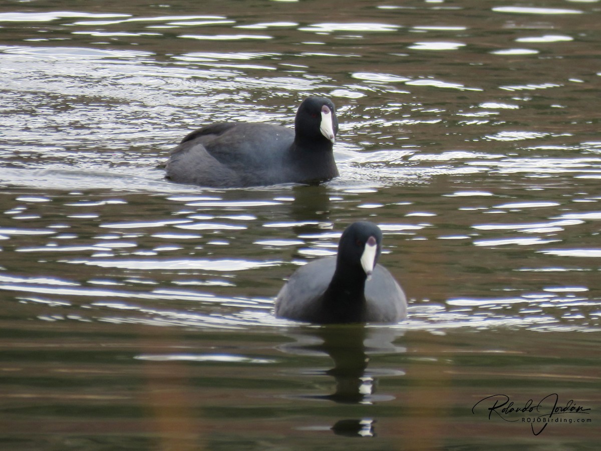 American Coot - Rolando Jordan