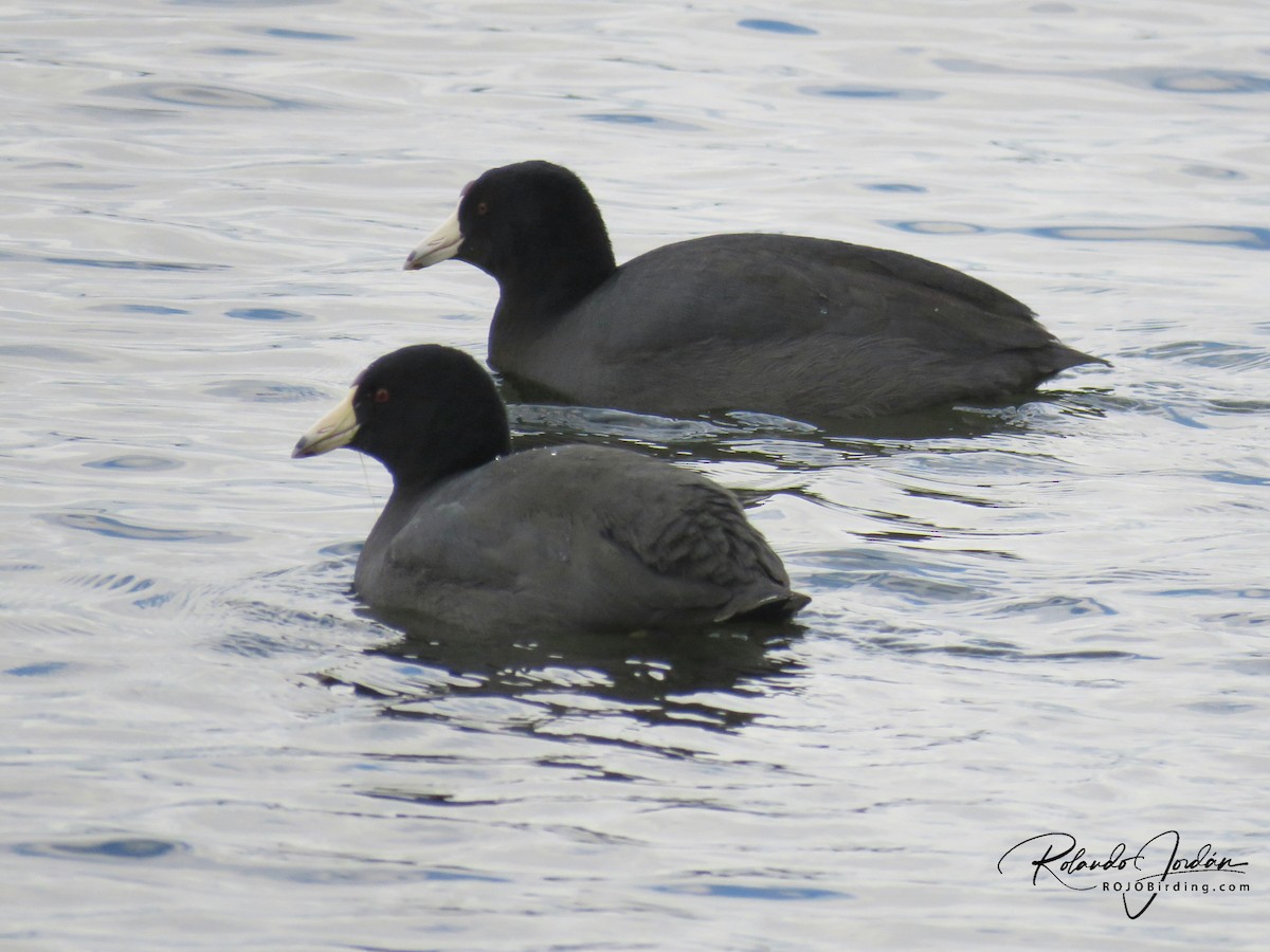 American Coot - Rolando Jordan