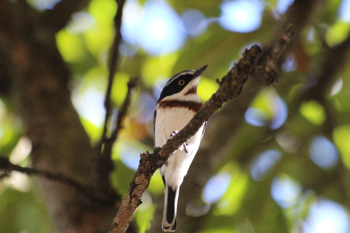 Chinspot Batis - ML137091641