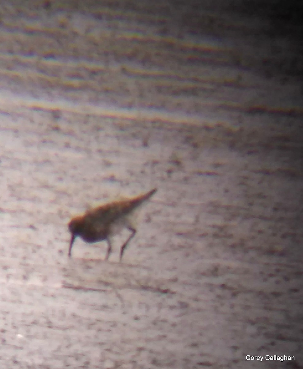 Curlew Sandpiper - ML137091921