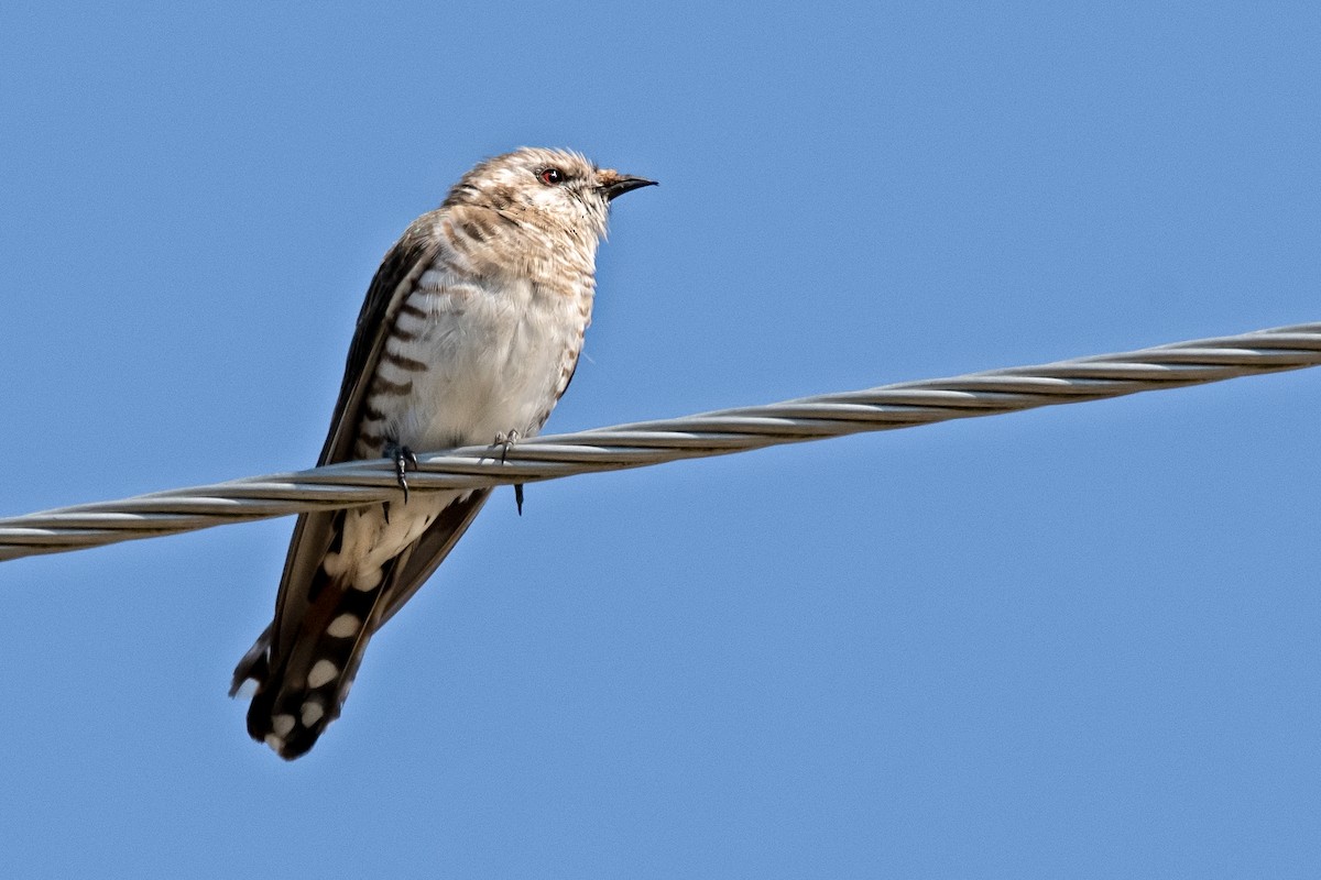 Horsfield's Bronze-Cuckoo - ML137092291