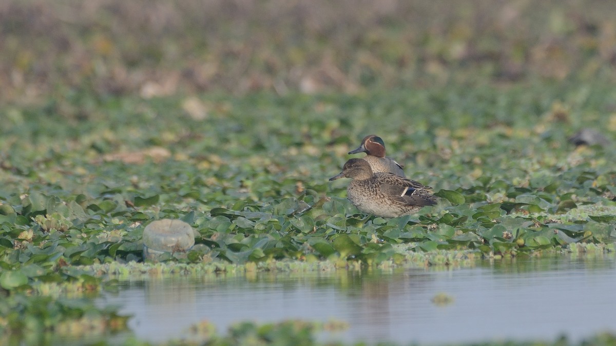 Green-winged Teal - ML137092471