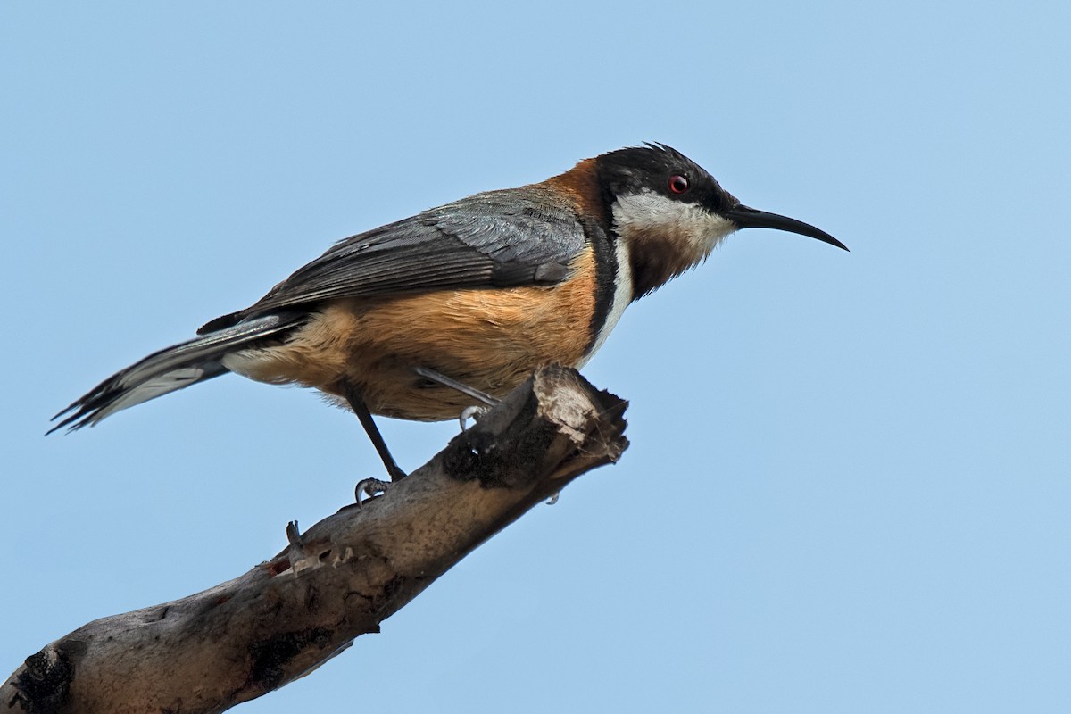 Eastern Spinebill - Hayley Alexander