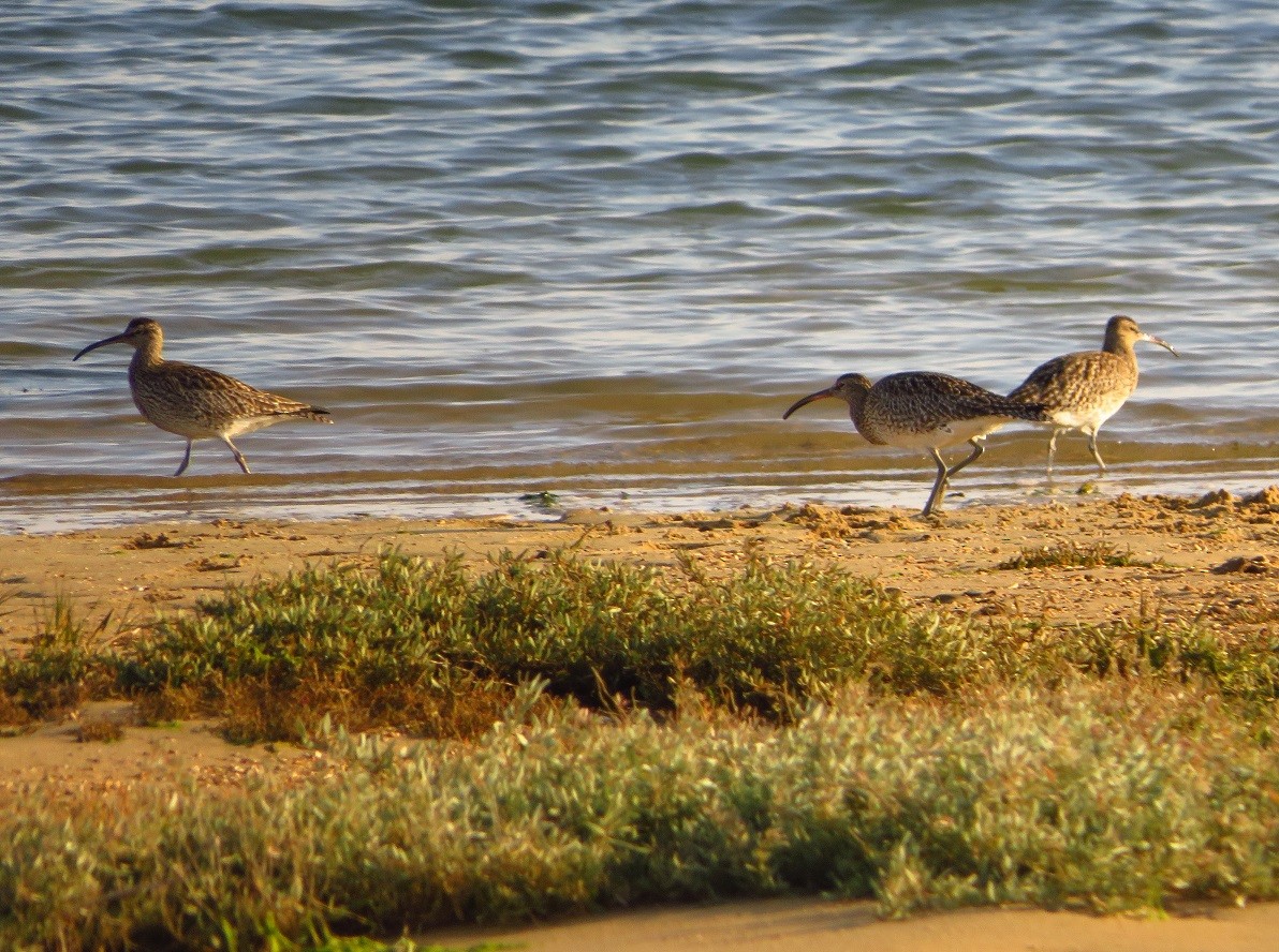 Whimbrel - ML137093371