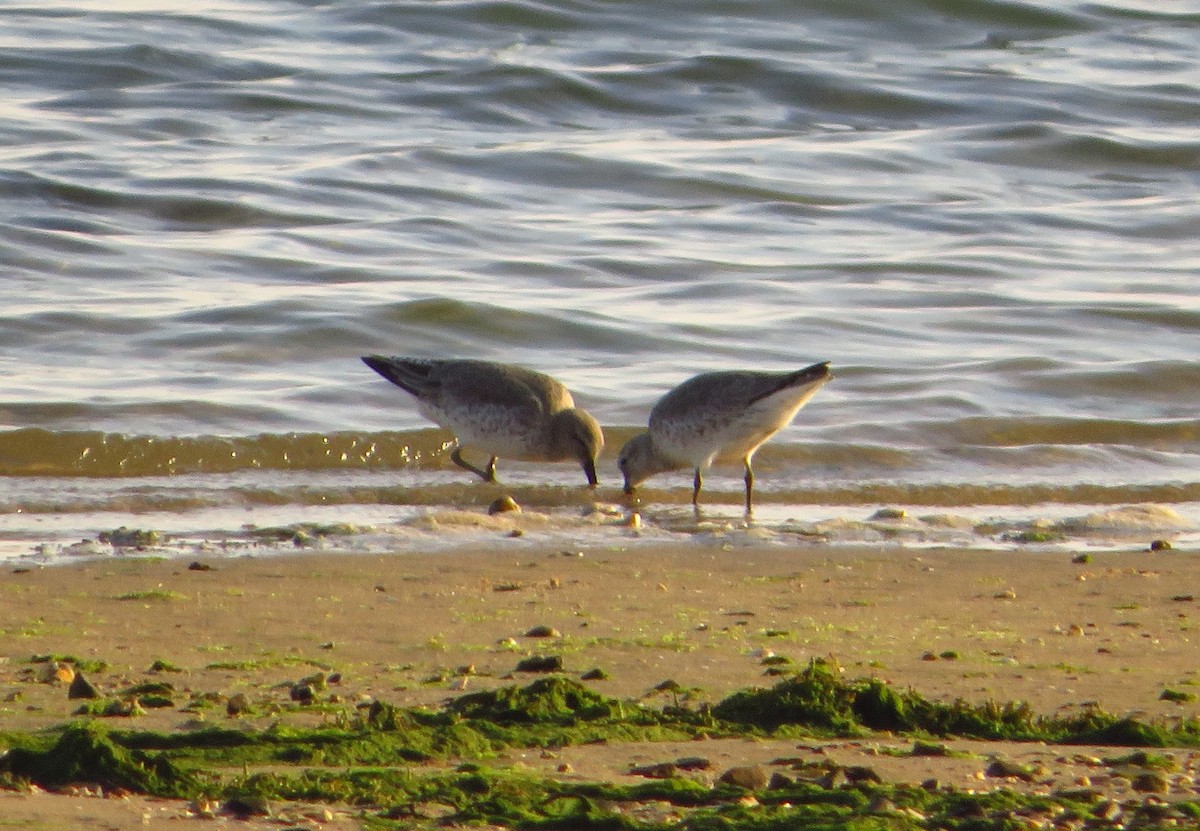 Red Knot - ML137093531