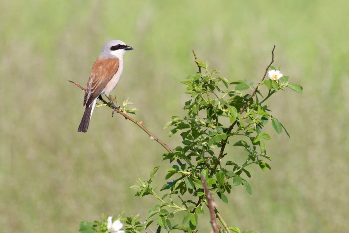 Red-backed Shrike - ML137093631