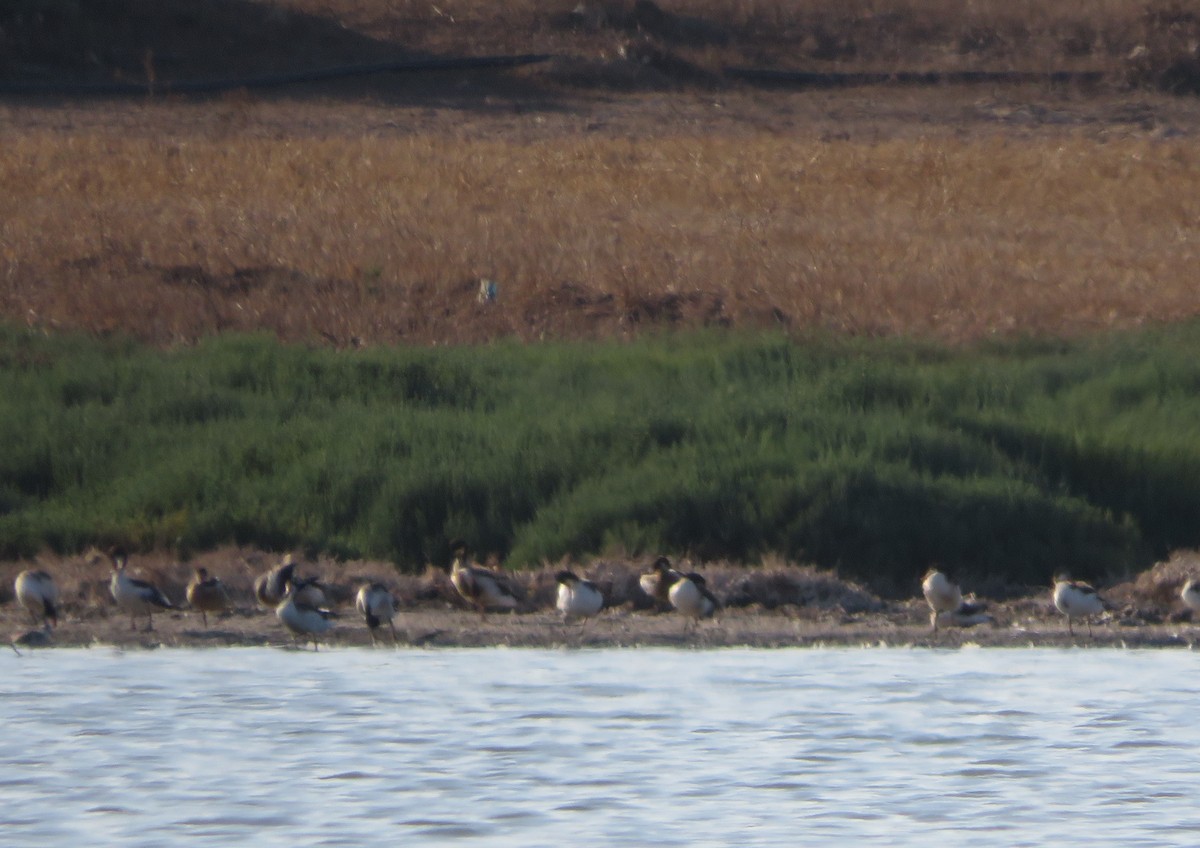 Common Shelduck - ML137093941