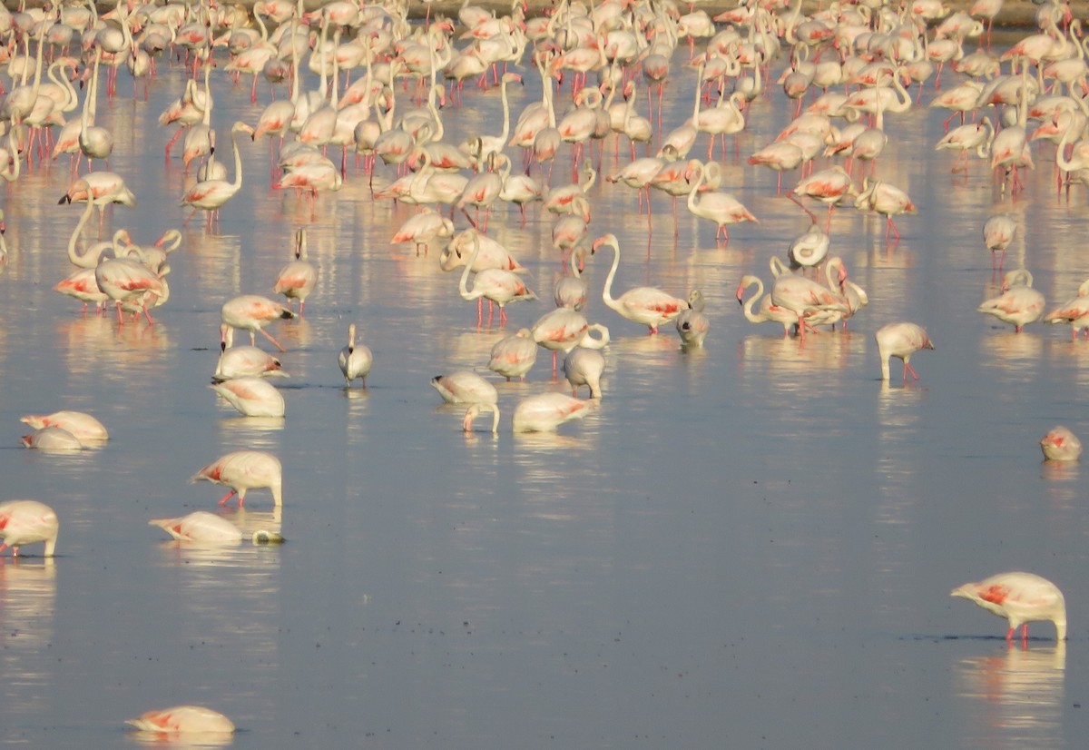 Greater Flamingo - ML137093971