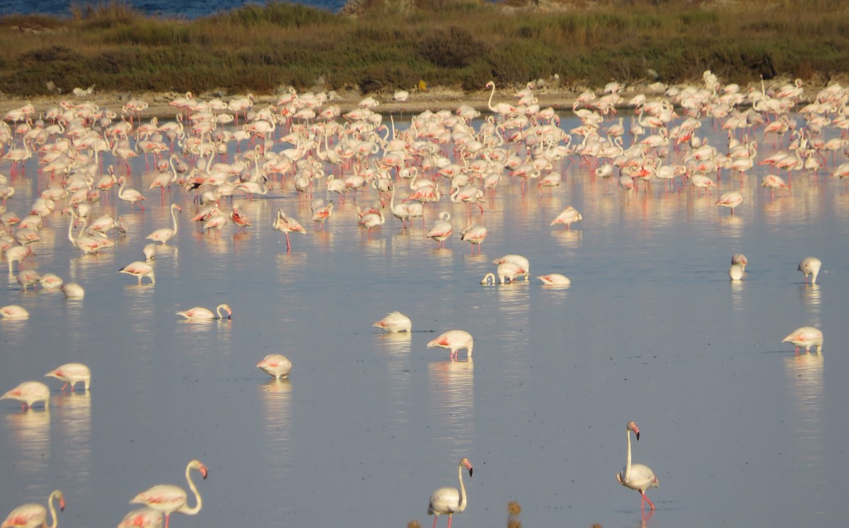 Greater Flamingo - ML137094001