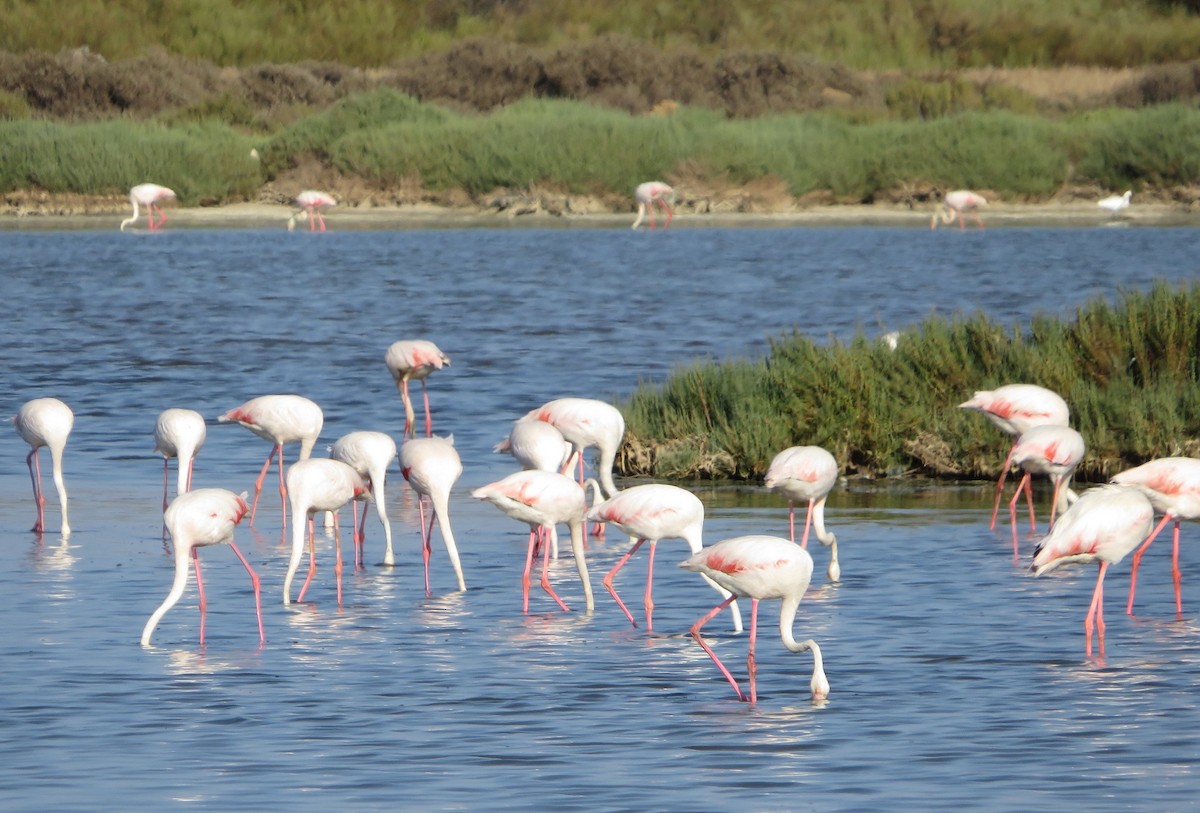 Greater Flamingo - ML137094041