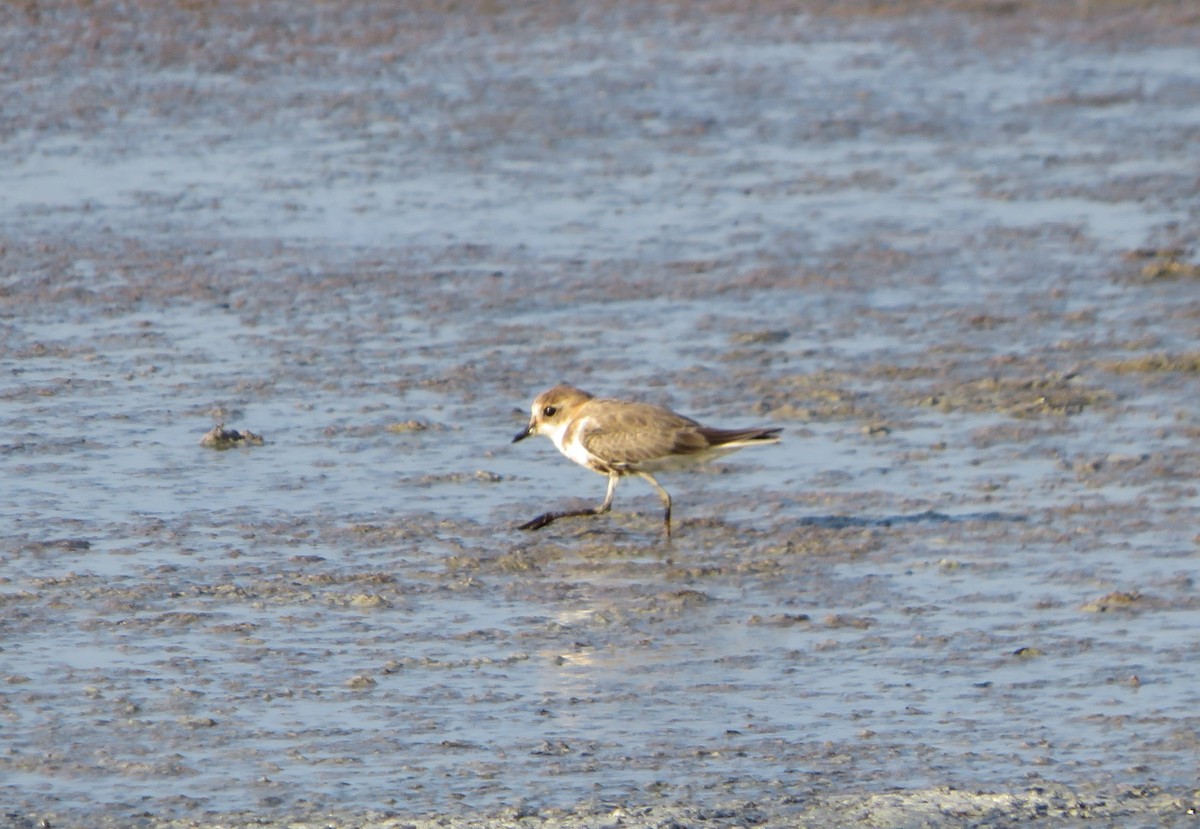 Kentish Plover - ML137094061