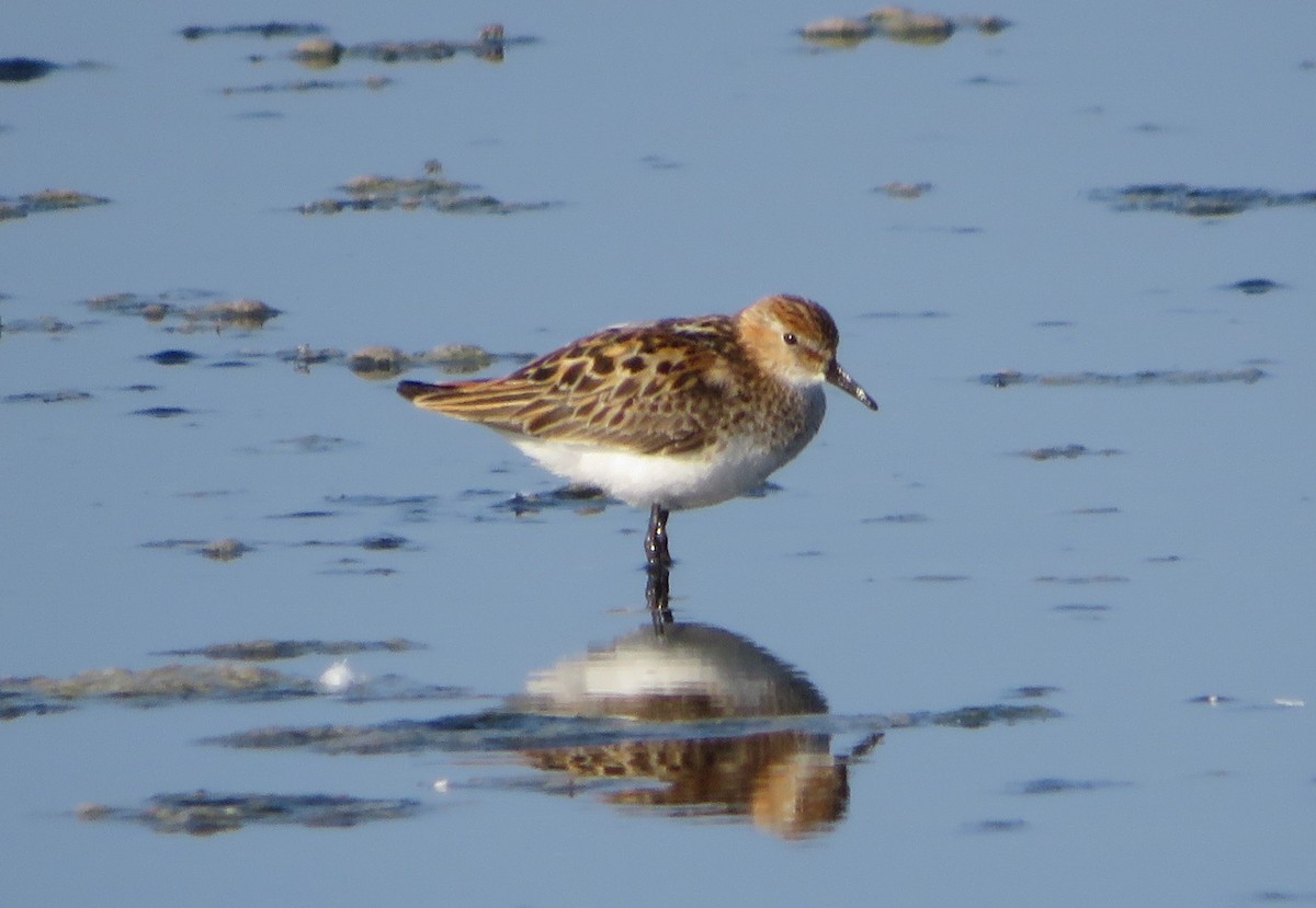 Little Stint - ML137094231