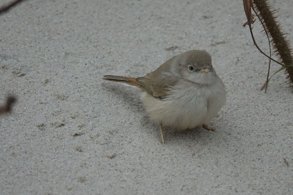 Asian Desert Warbler - Daniel König