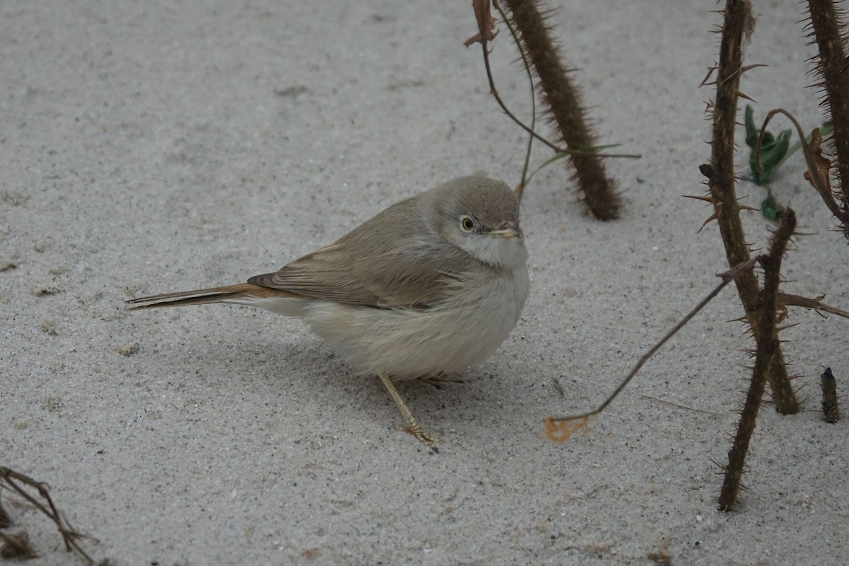 Asian Desert Warbler - Daniel König