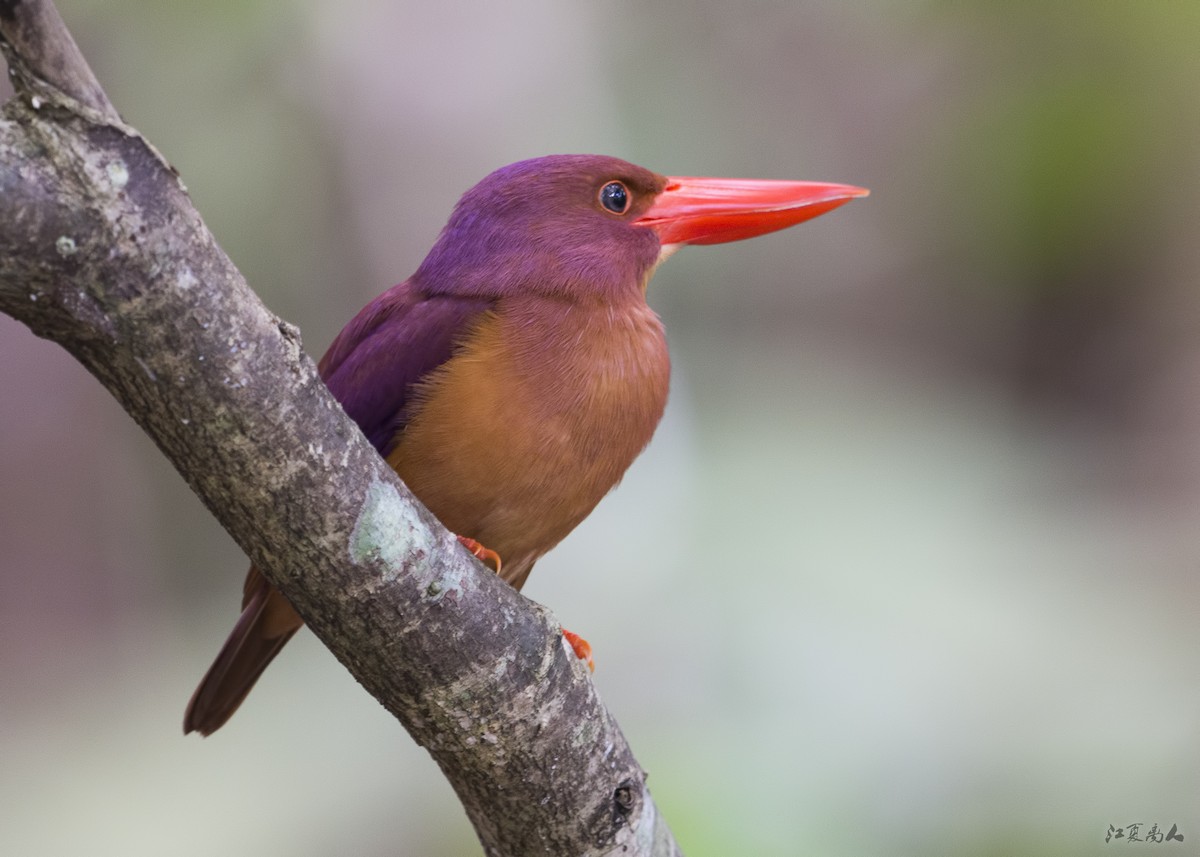 Ruddy Kingfisher - ML137098841