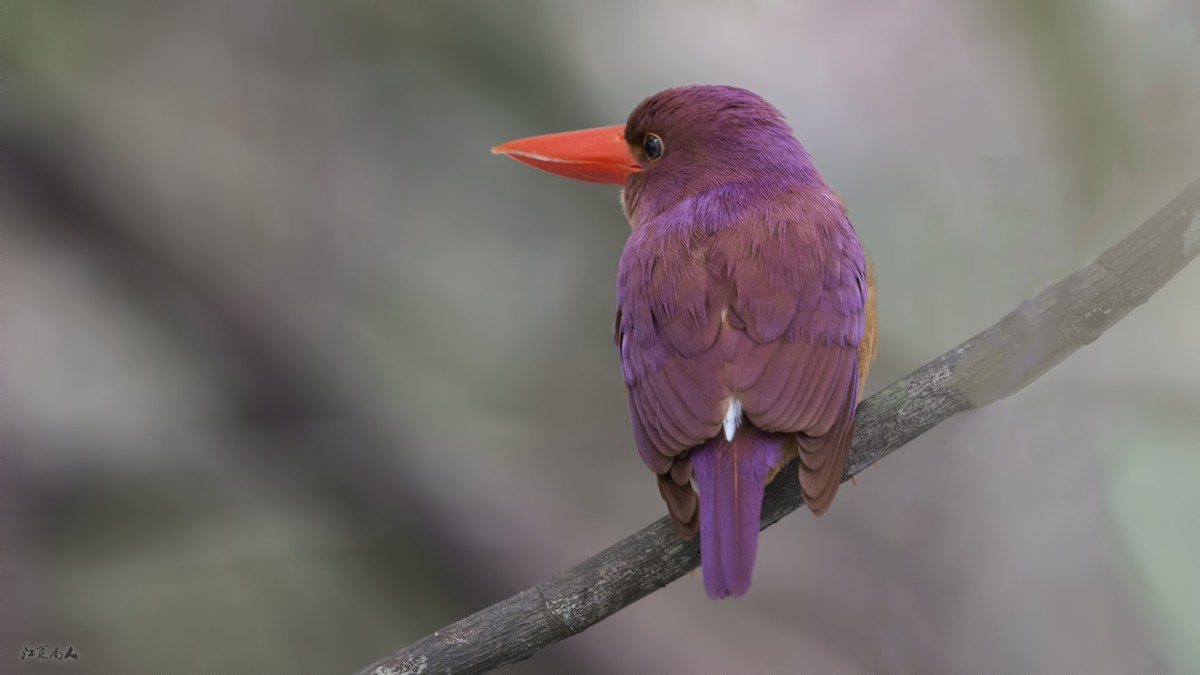 Ruddy Kingfisher - ML137098881