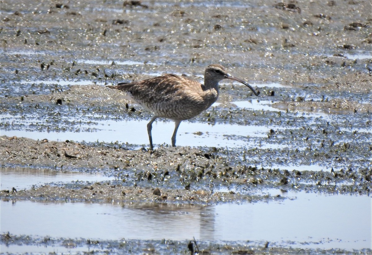 Whimbrel - ML137099011