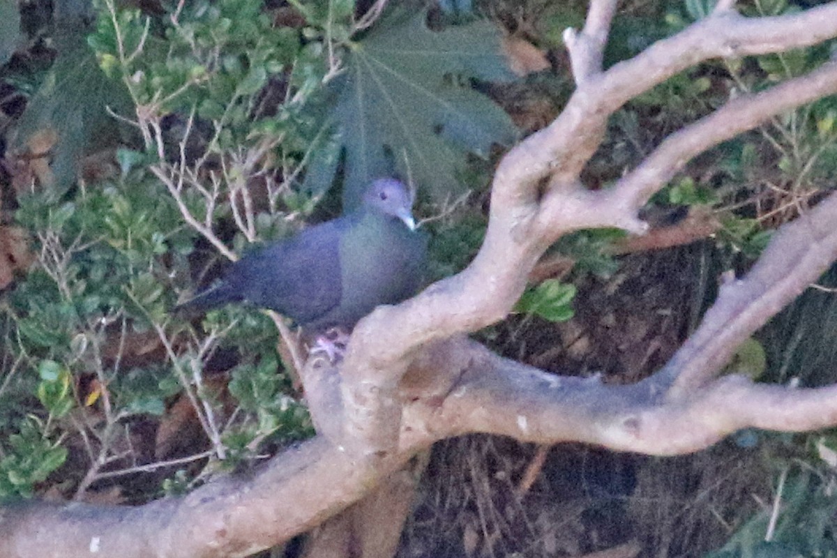 Black Wood-Pigeon - ML137100931