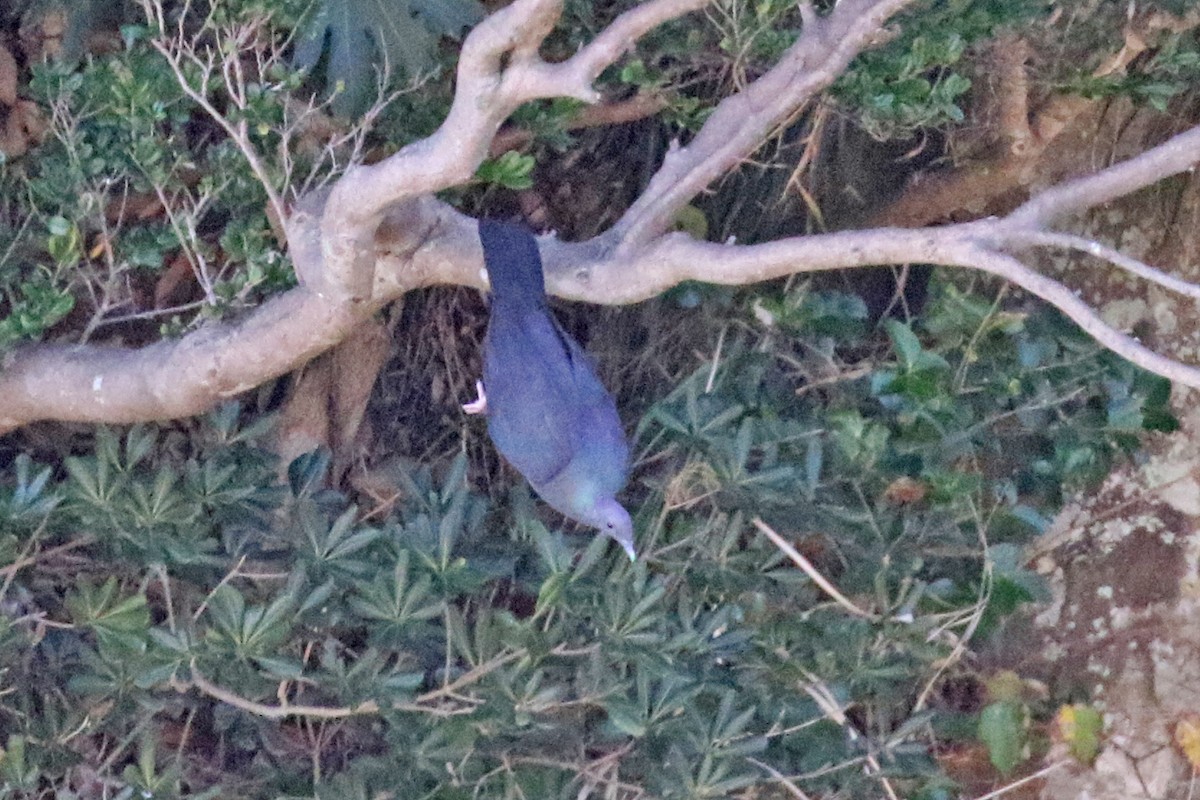 Black Wood-Pigeon - ML137100941