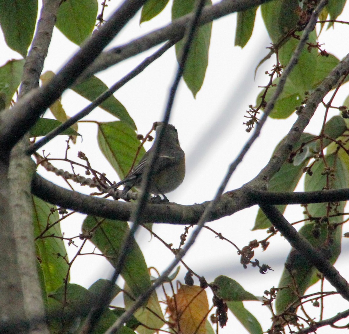 Mugimaki Flycatcher - ML137101361