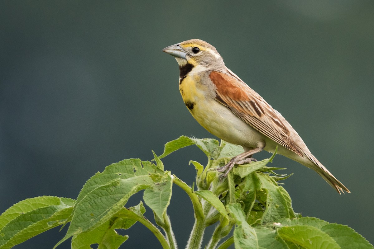 Dickcissel - ML137102421