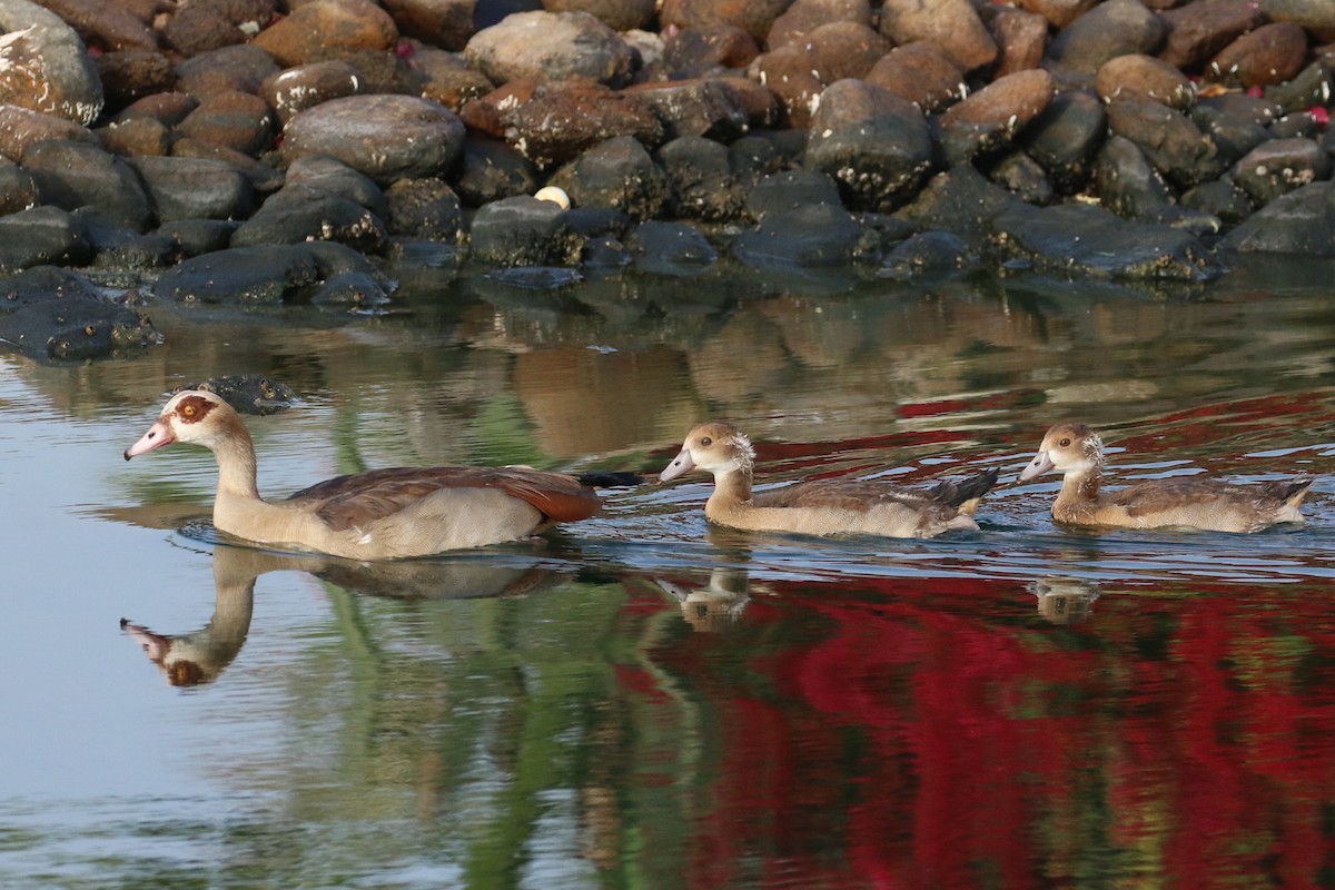 Egyptian Goose - Oscar Campbell