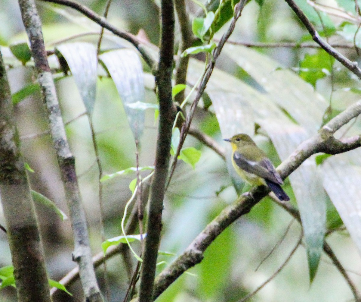 Green-backed Flycatcher - ML137103421