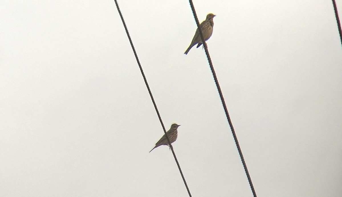 Tree Pipit - Adhithyan NK