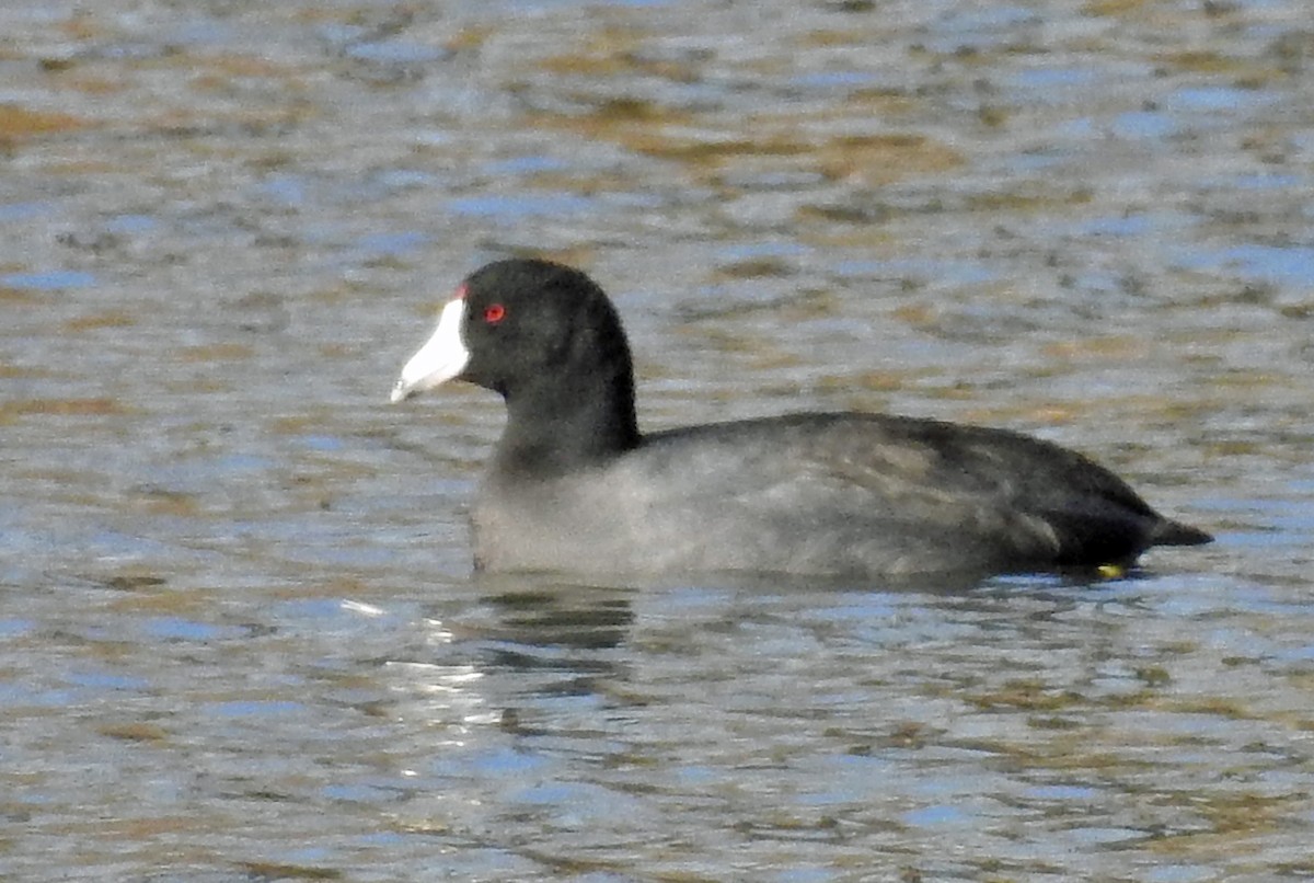 Foulque d'Amérique - ML137104771