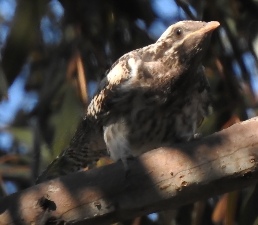 Pallid Cuckoo - ML137104981