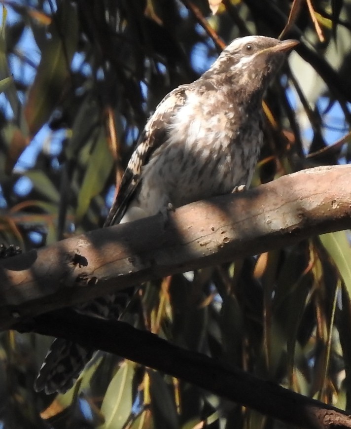 Pallid Cuckoo - ML137105001