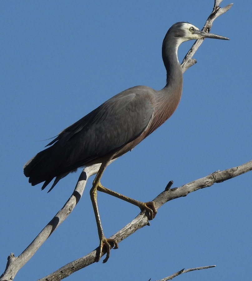 White-faced Heron - ML137105291