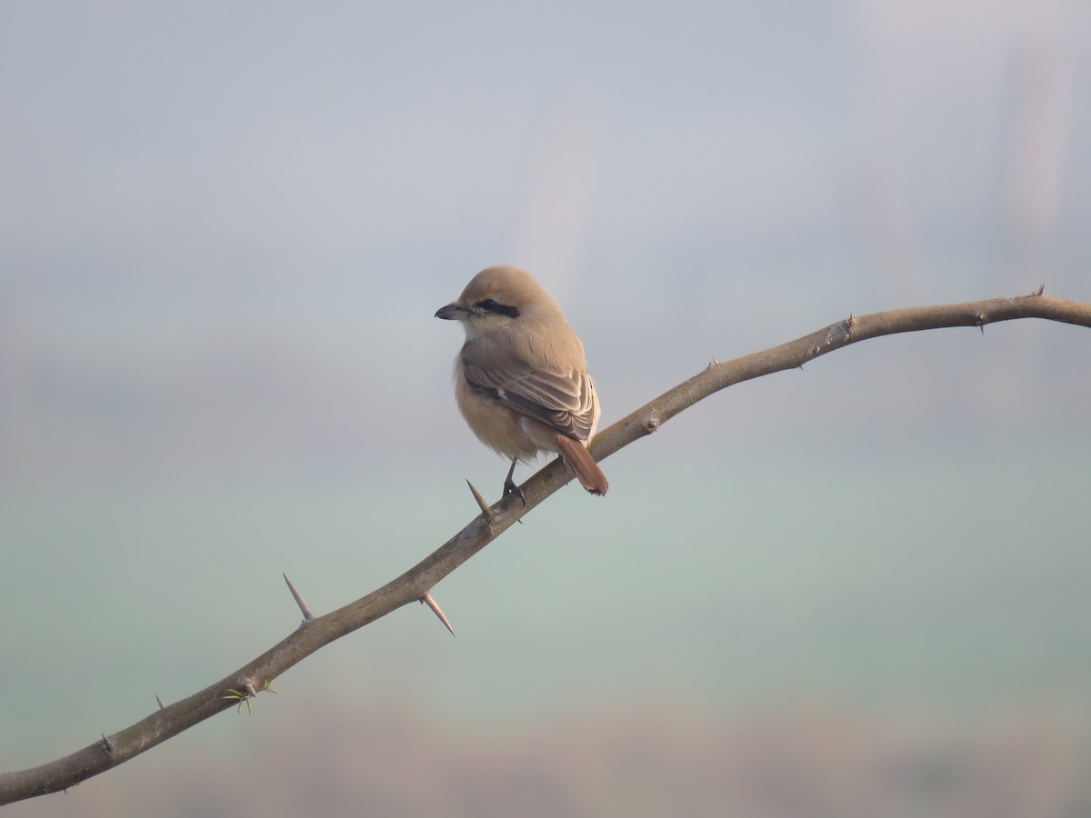 Isabelline Shrike - ML137105921